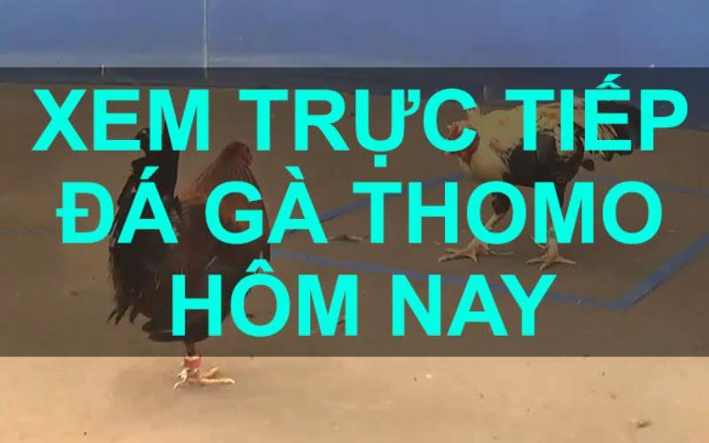 Lịch sử và nguồn gốc của đá gà Thomo